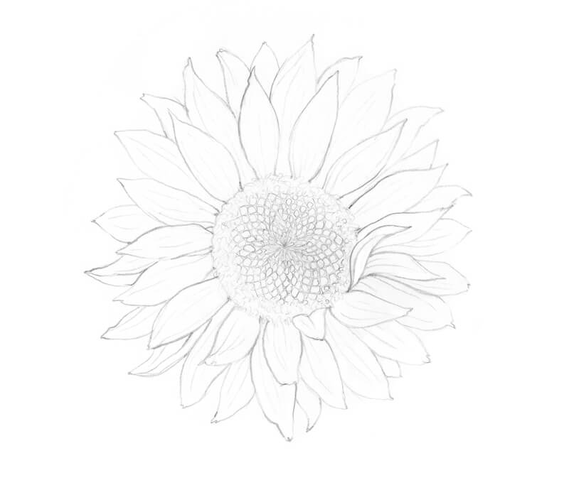 Graphite sketch of a flower for pen and ink applications