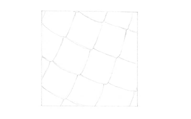 Drawing a framework for snake scales