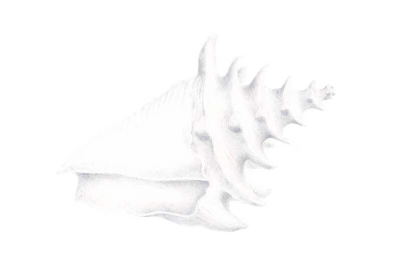 Drawing the tonal pattern of the shell