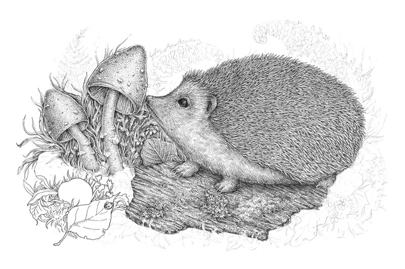 Draw mushrooms with pen and ink step 5
