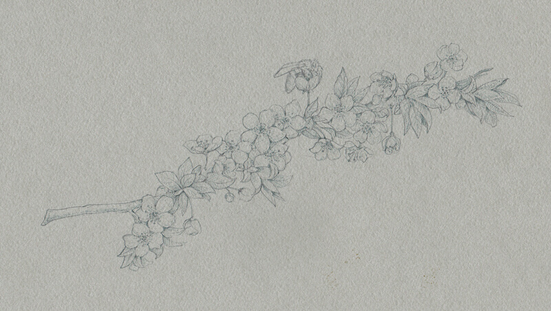 Applying a grey ink liner to the drawing