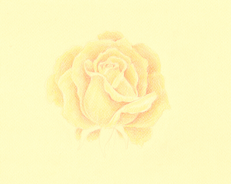 Adding lighter tones to the rose