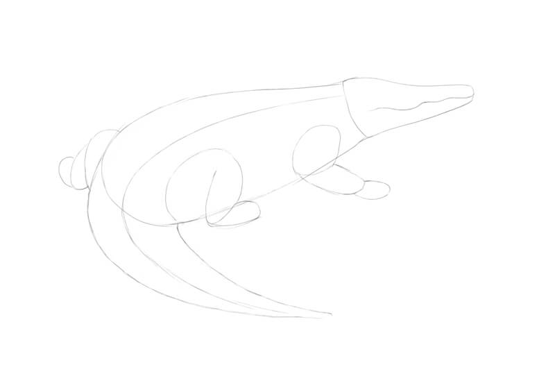 Drawing the limbs for the crocodile