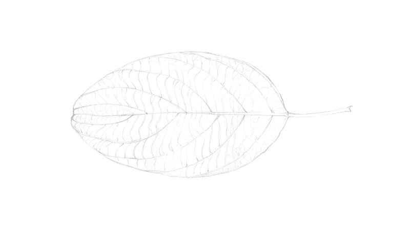 Completed underdrawing of a leaf with graphite