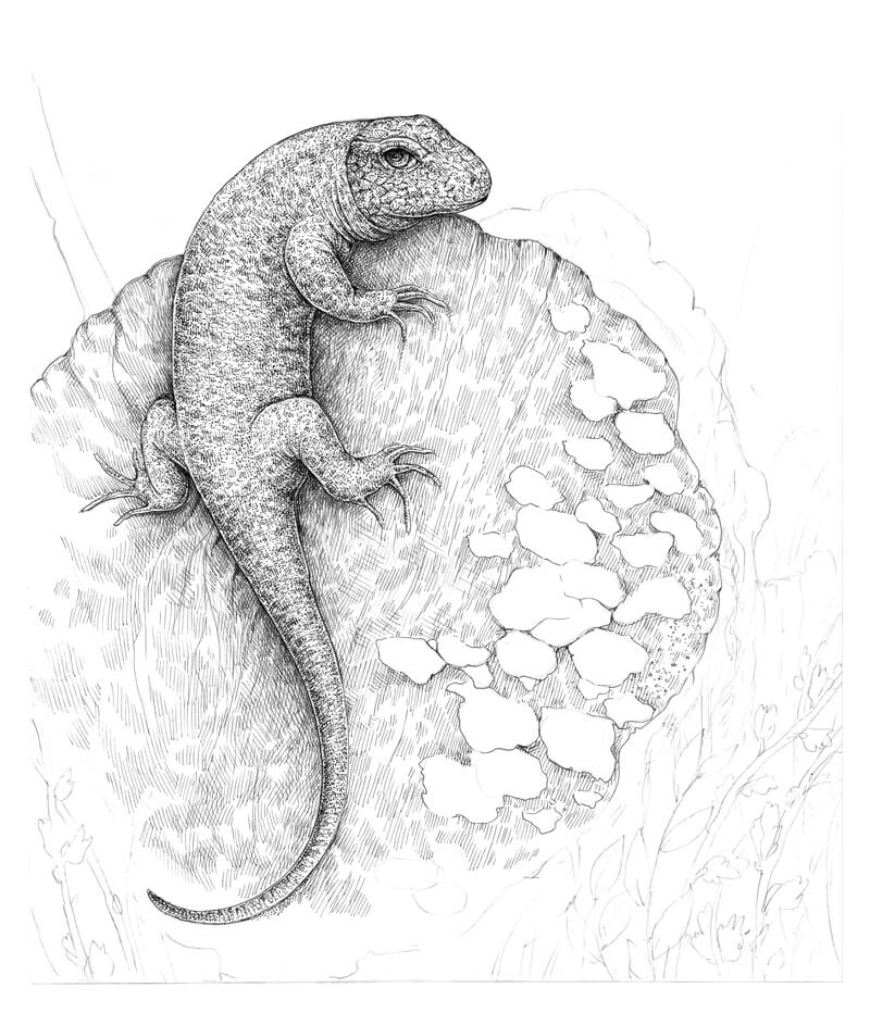 Continuing to add textures with hatching