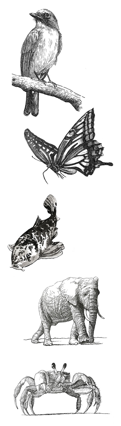 Subjects with Pen and Ink - Animals