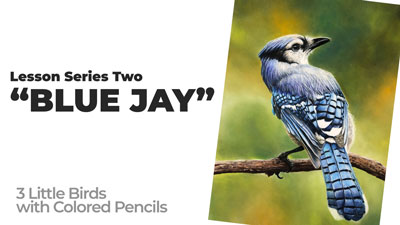 Blue Jay with Polychromos Colored Pencils