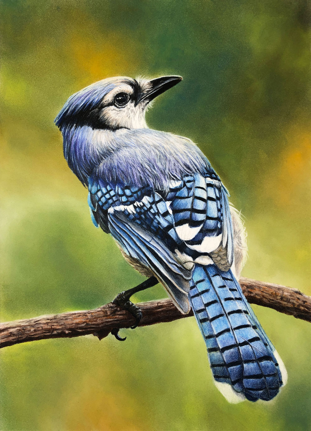 Blue Jay drawing with Colored Pencils