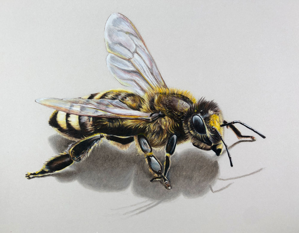 Colored pencil drawing of a bee