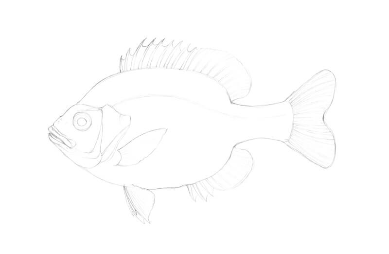 Pencil sketch of a fish