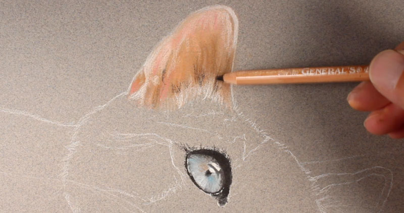 Draw the ear of the cat