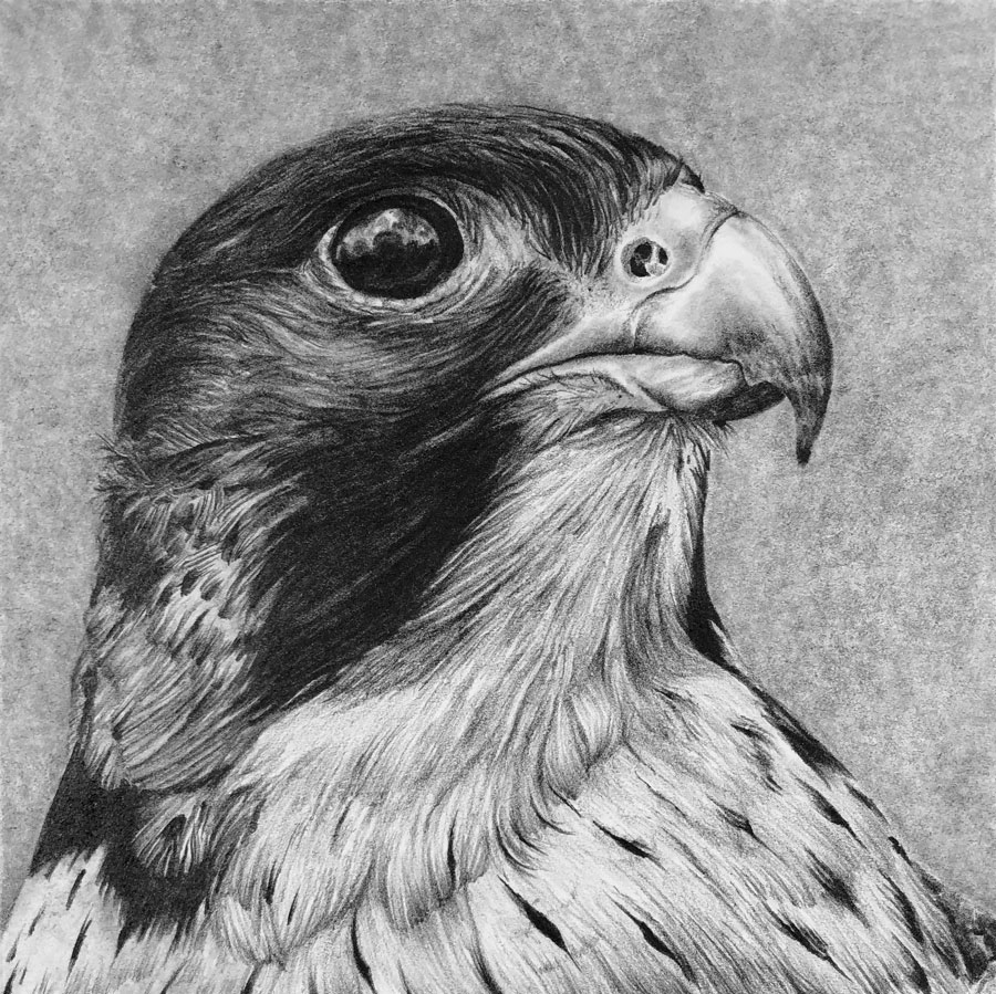 Pencil Drawing of a Falcon