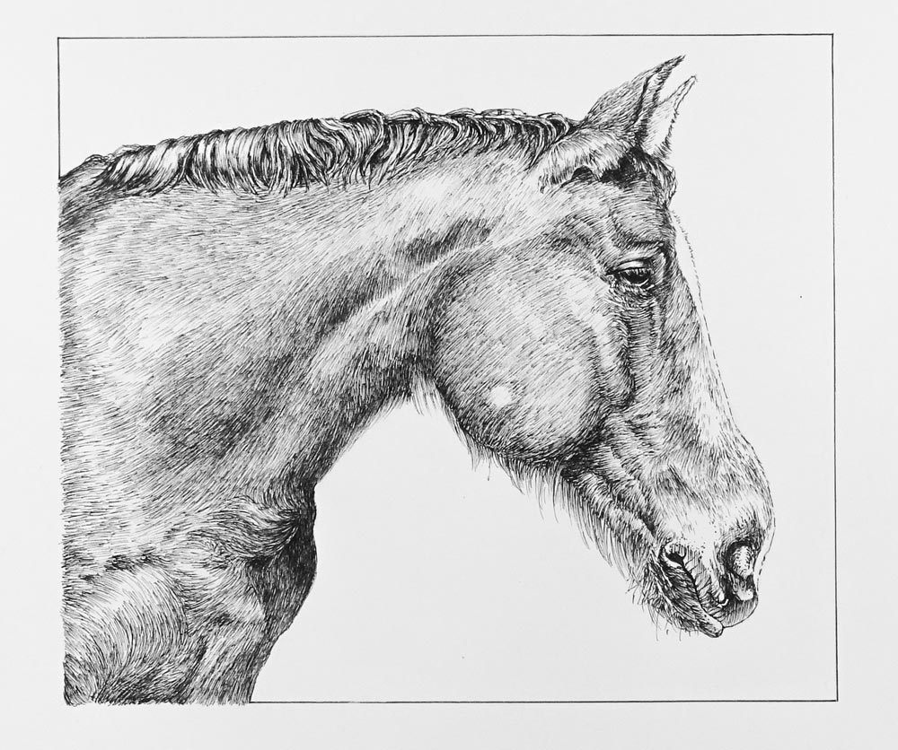 Horse drawing with pen and ink