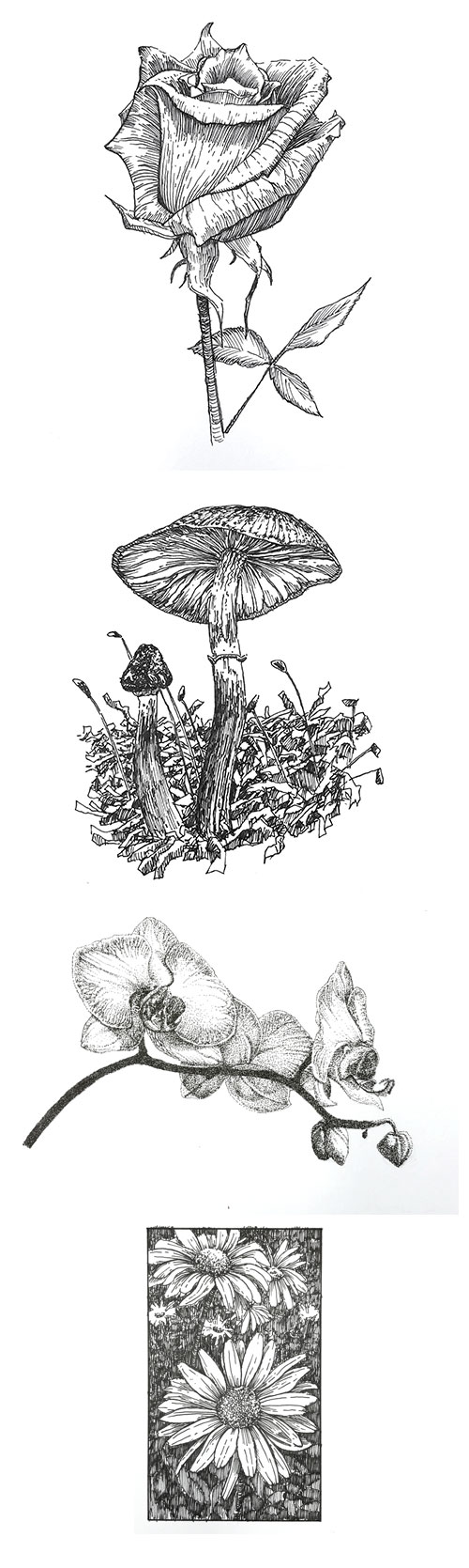 Subjects with Pen and Ink - Flowers