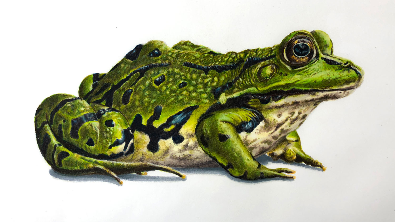 Frog Drawing with Markers and Colored Pencils