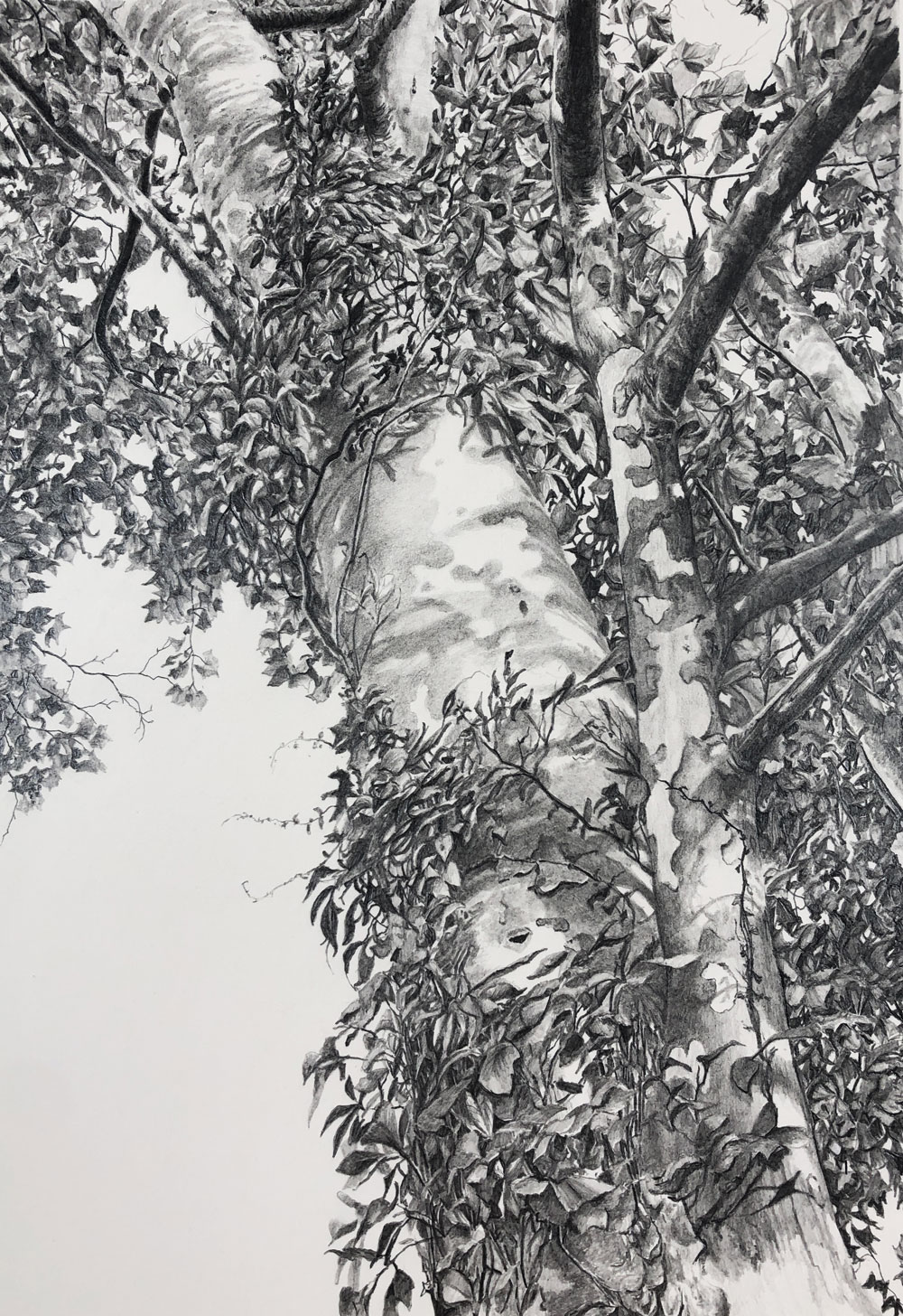Pencil drawing of a tree
