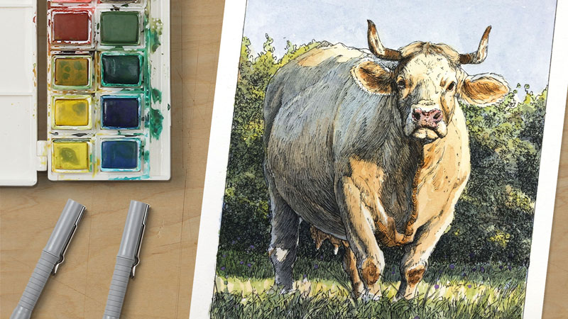 Cow in a Field - Watercolor with Pen and Ink
