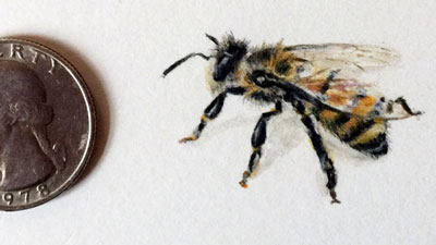 Drawing Tiny of a Bee with Colored Pencils