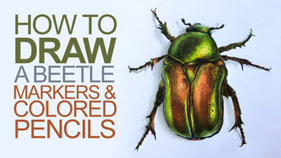 Beetle Illustration with colored pencils and markers