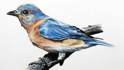 Draw a bird with colored pencils