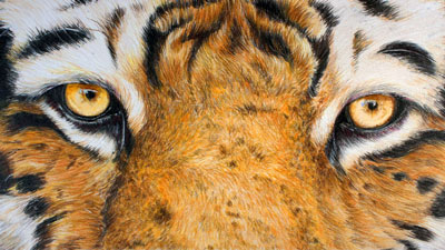 How to draw a tiger with colored pencils