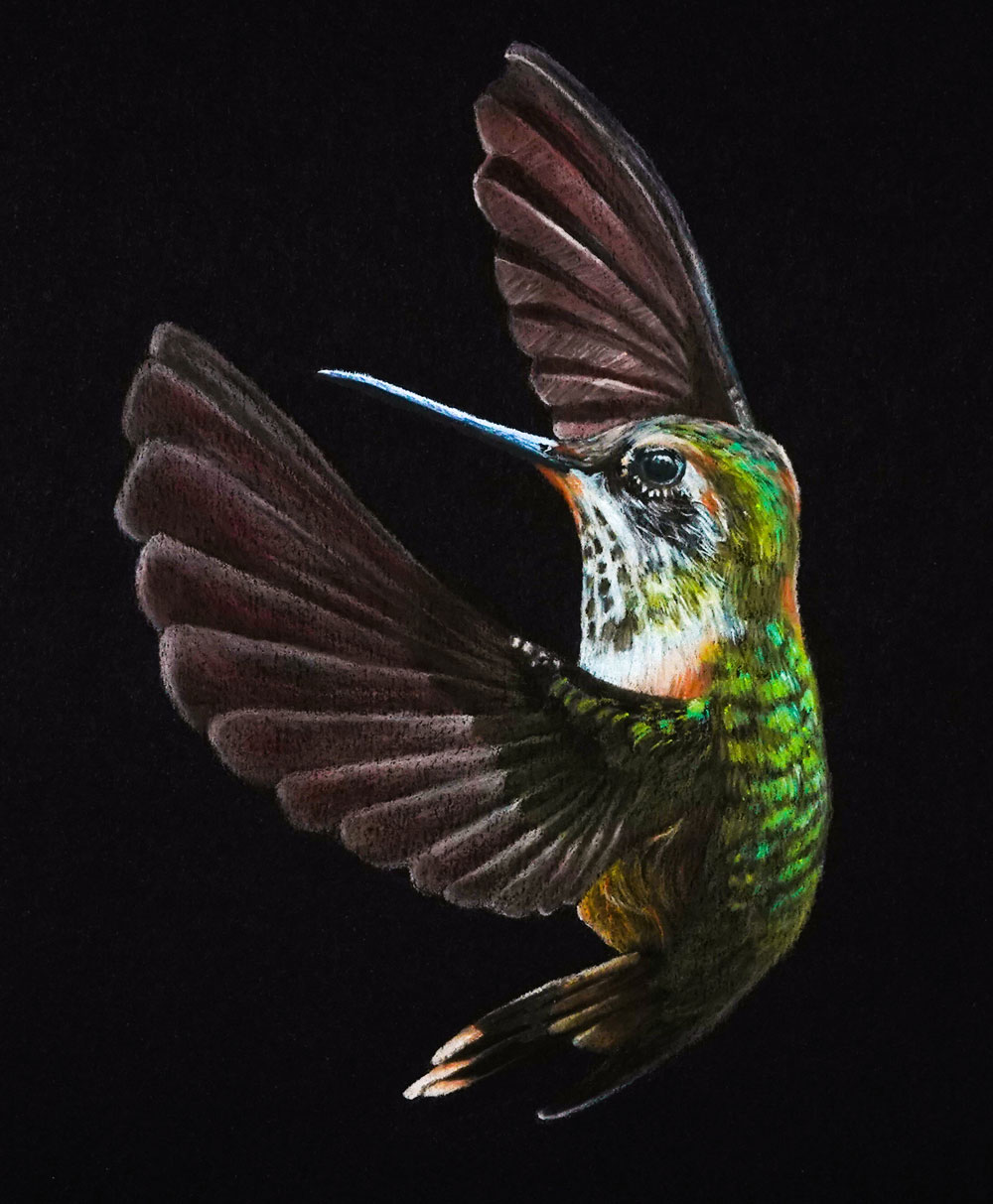 Colored Pencil Drawing of a Hummingbird on black paper