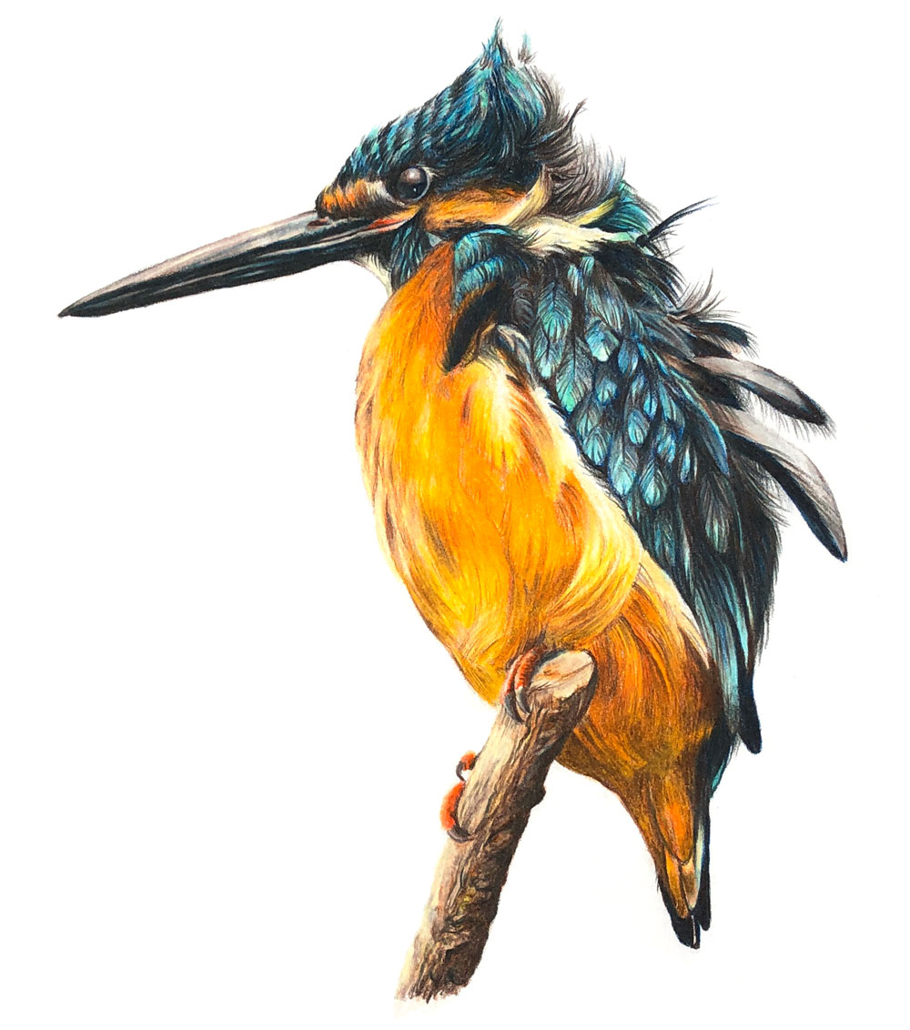 Colored Pencil Drawing of a Kingfisher bird