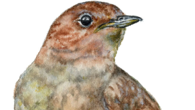 Watercolor Painting critique