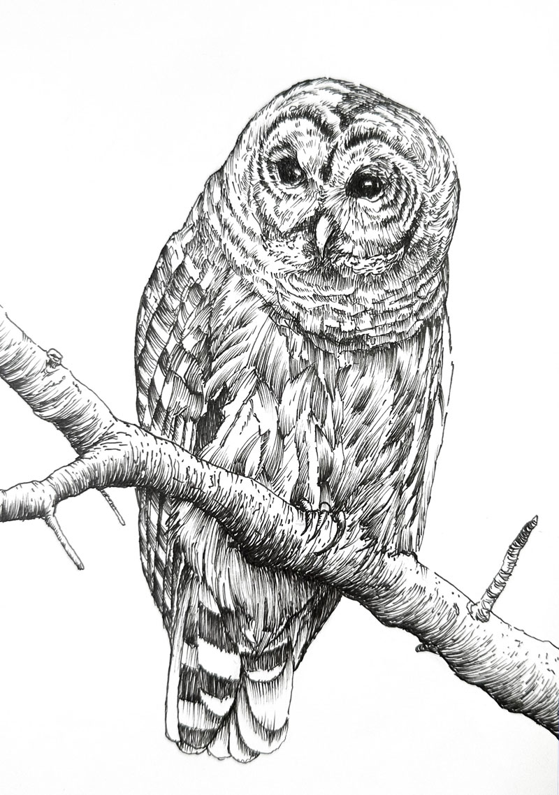 Pen and Ink Drawing of an Owl