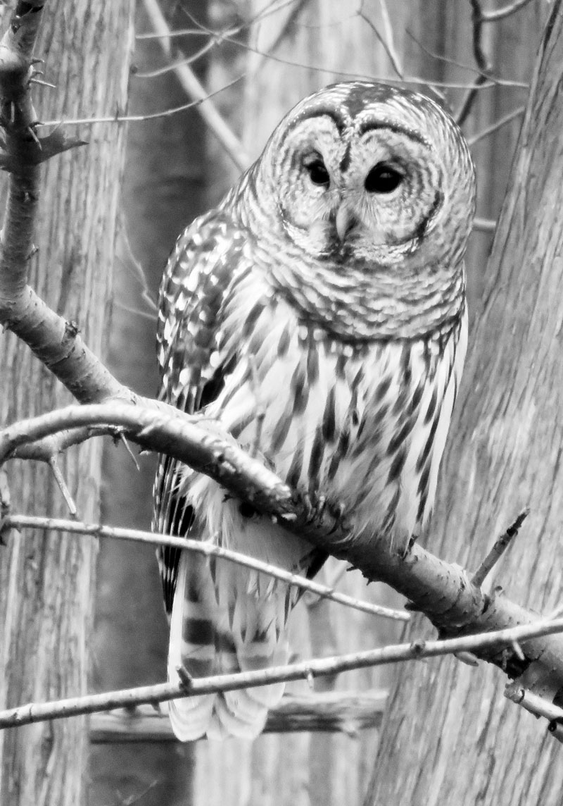 Owl reference photo