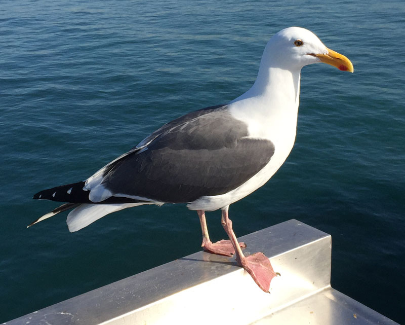 Bird Reference Photo