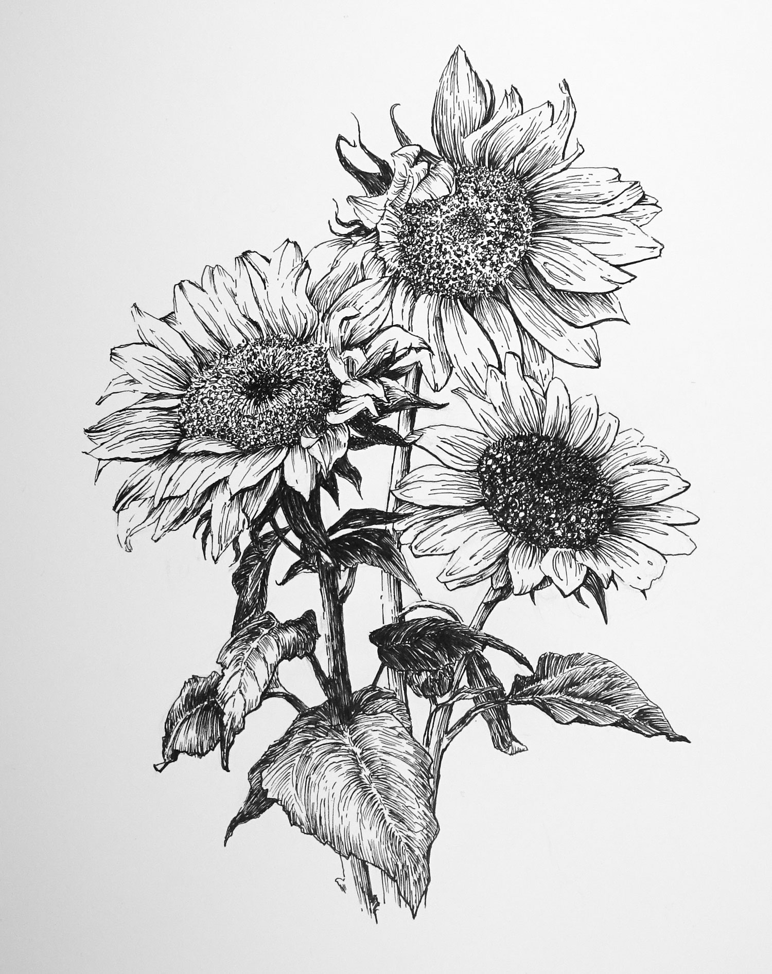 Botanical Drawing of Flowers with Pen and Ink