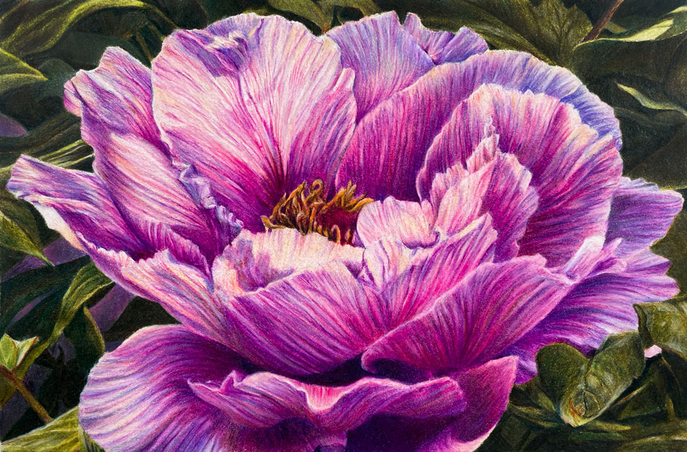 Peony Flower Drawing with Colored Pencils