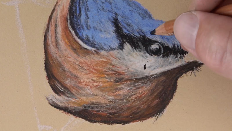 Drawing the eye of the bird.