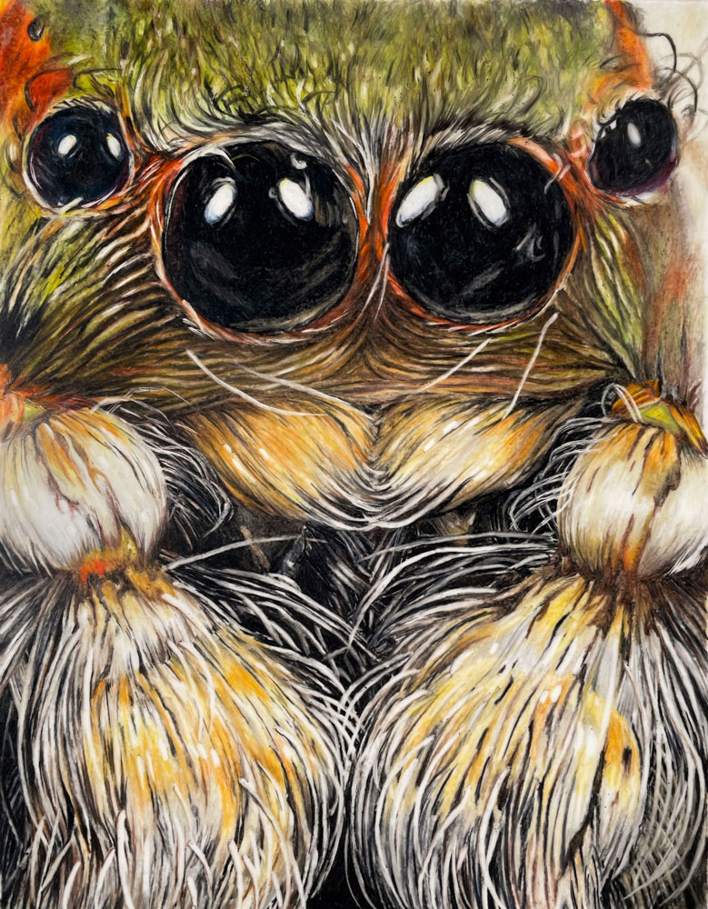 colored pencil drawing of a spider on polyester film