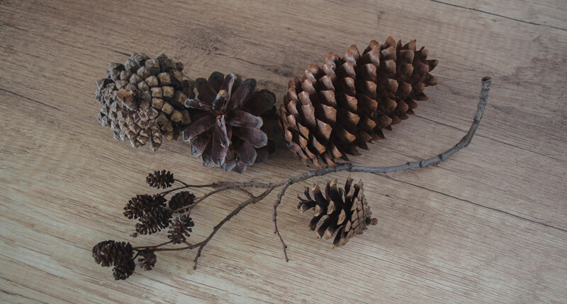 Various types of pine cones