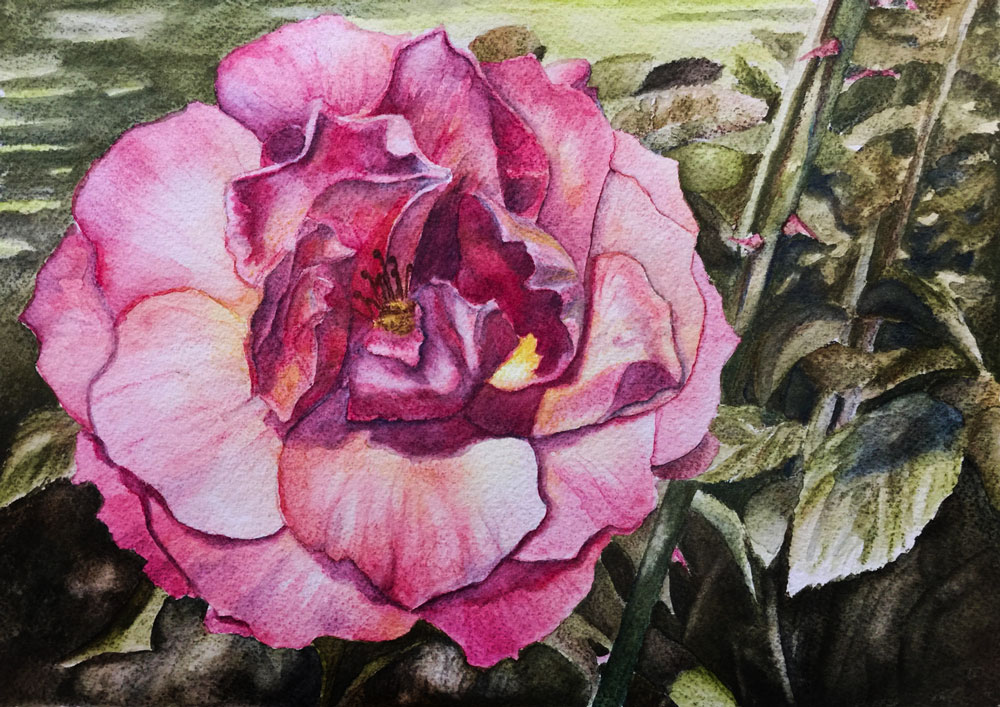 Pink Rose with watercolor pencils class